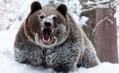 Камчатские медведи отказались от спячки из-за нерестящейся рыбы