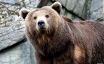 Медведь супер герой: в зоопарке Будапешта медведь спас от гибели ворону